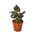 Ficus Elastica ‘Burgundy’ – Small Indoor Rubber Tree | SunriseDaylas