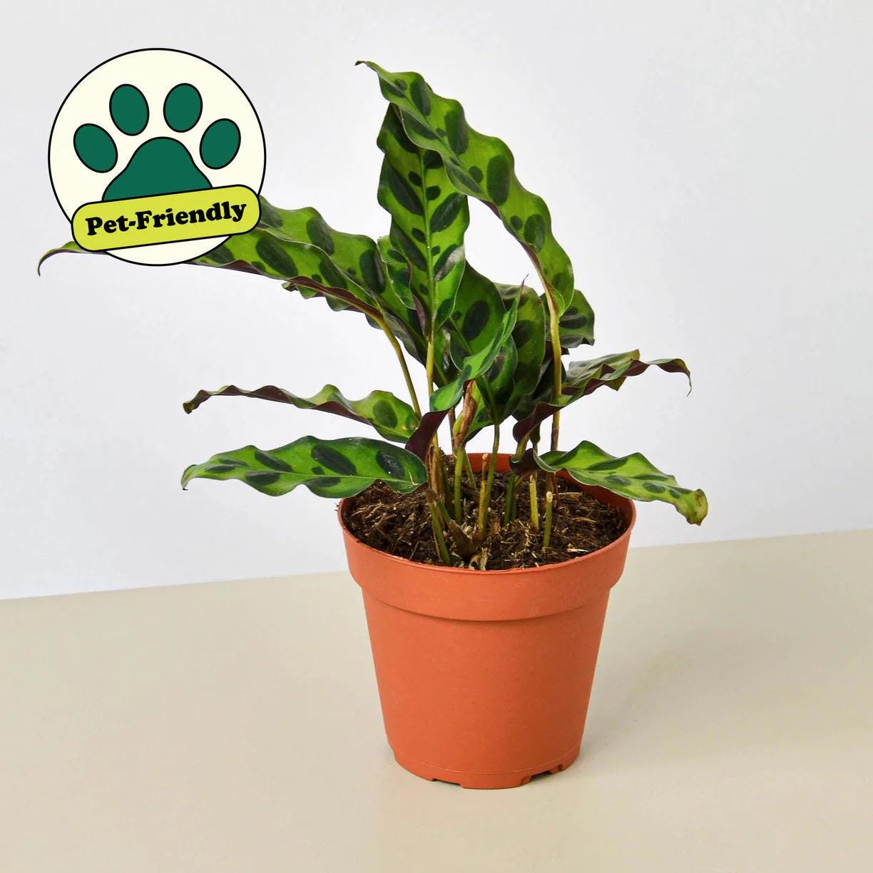 Rattlesnake Plant | Calathea Lancifolia | Live Rooted Tropical Plant | Pet Friendly | 4in 6in Pot