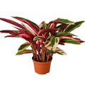 Stromanthe Triostar – Exotic Variegated Indoor Plant | SunriseDaylas