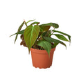 Velvet Philodendron – Velvety Trailing Live Plant | SunriseDaylas