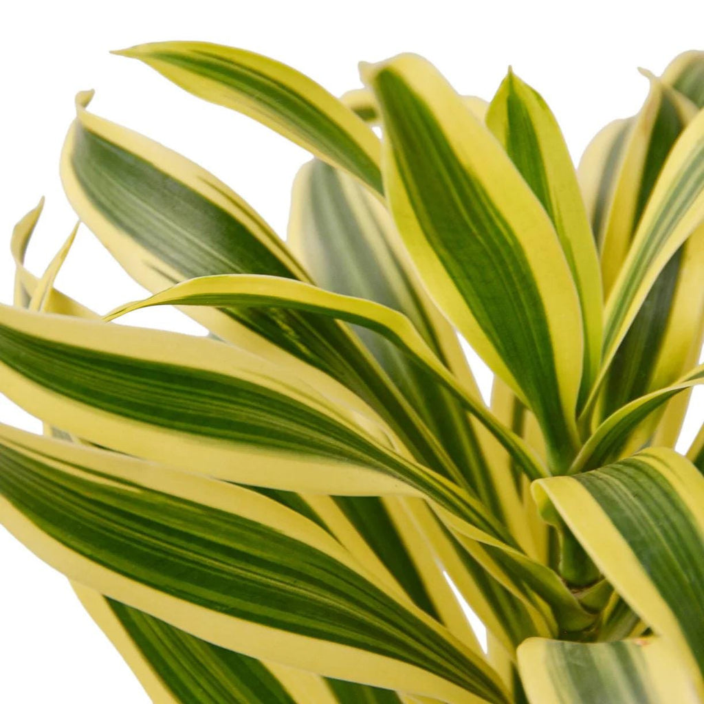 Dracaena Song of India Plant | Yellow Green Variegated Houseplant (4in 6in Pot)