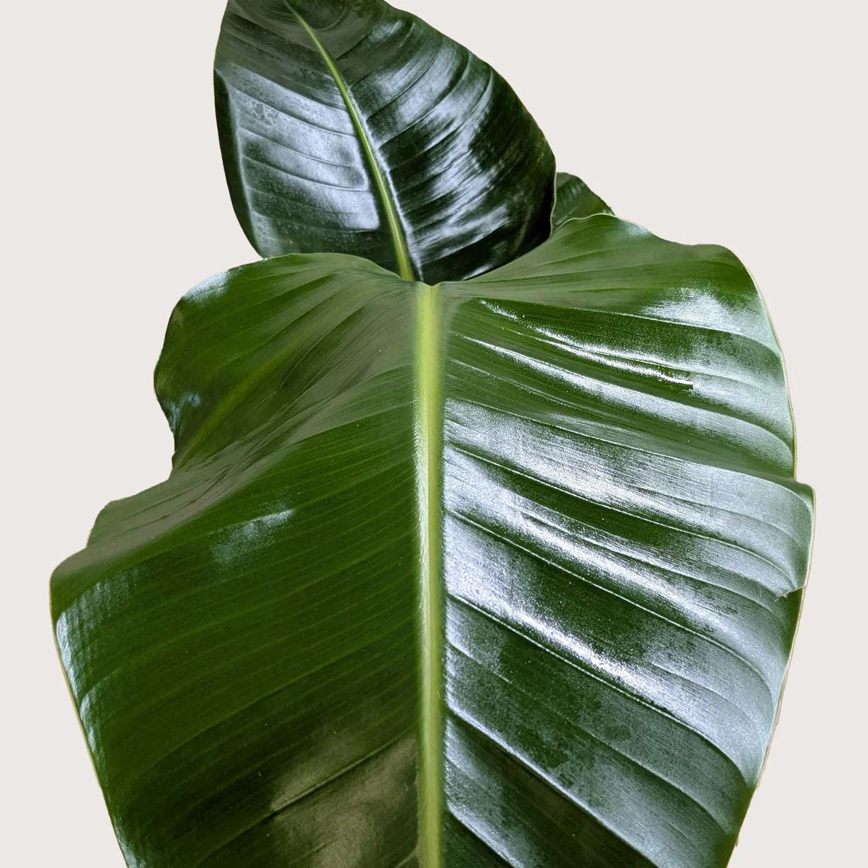 White Bird of Paradise Plant | Large Tropical Statement Strelitzia Nicolai Live Plant