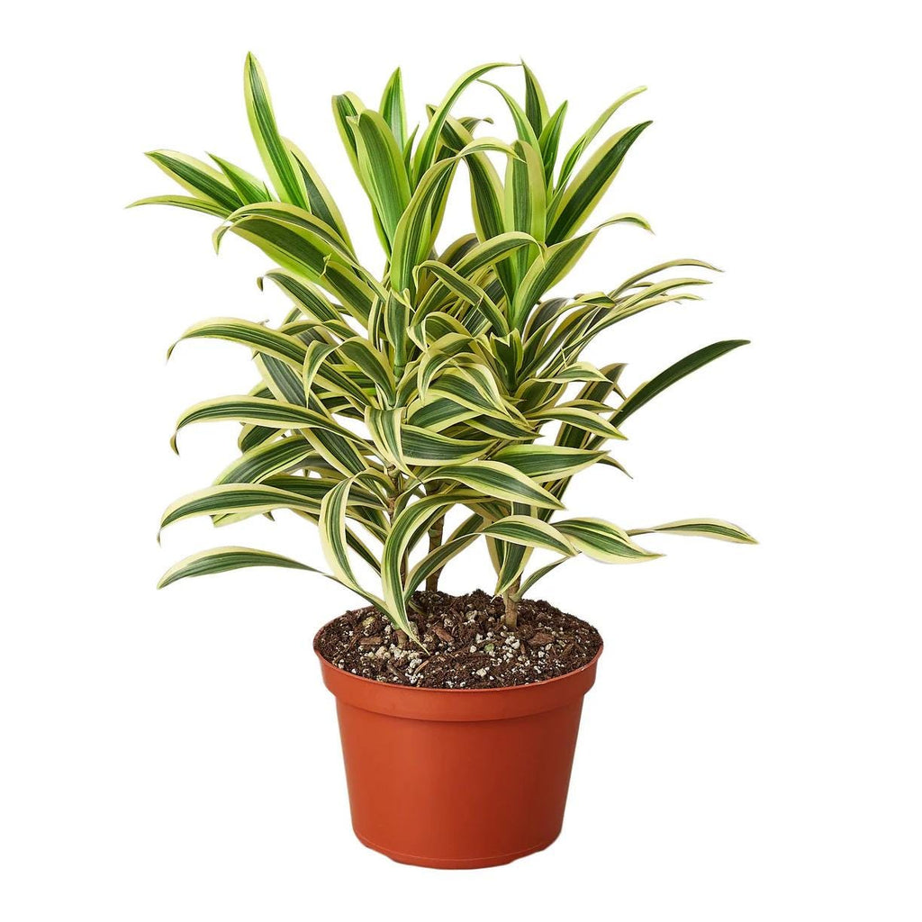 Dracaena Song of India Plant | Yellow Green Variegated Houseplant (4in 6in Pot)