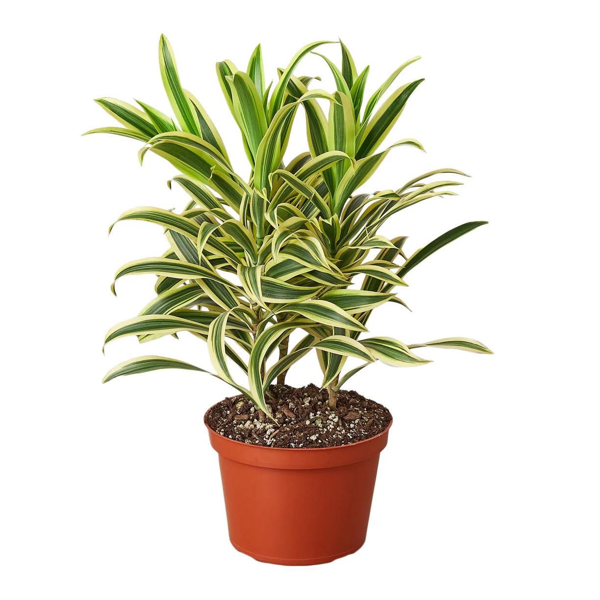 Dracaena Song of India Plant | Yellow Green Variegated Houseplant (4in 6in Pot)