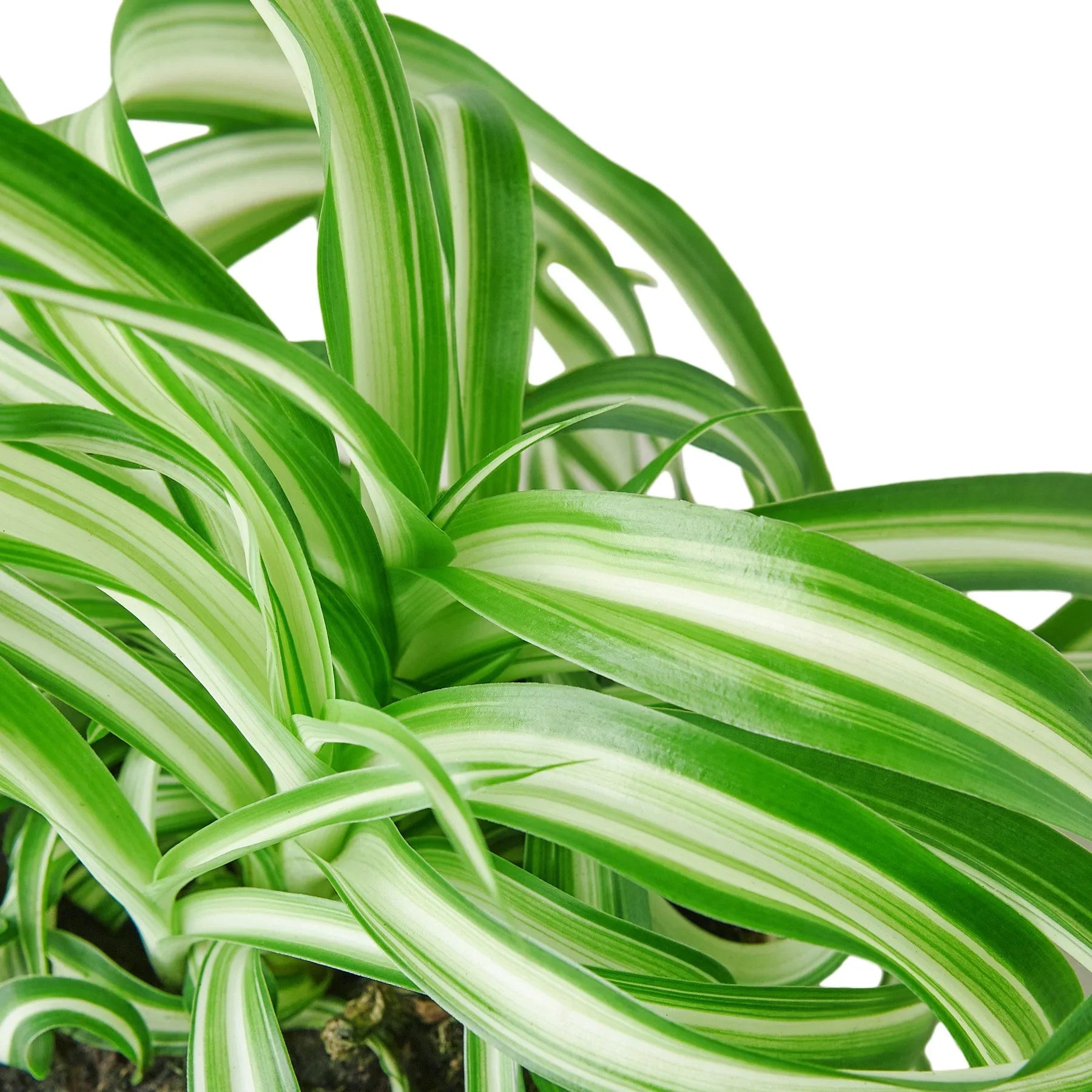 Spider Plant Bonnie – Pet Friendly Air Purifying Plant | SunriseDaylas