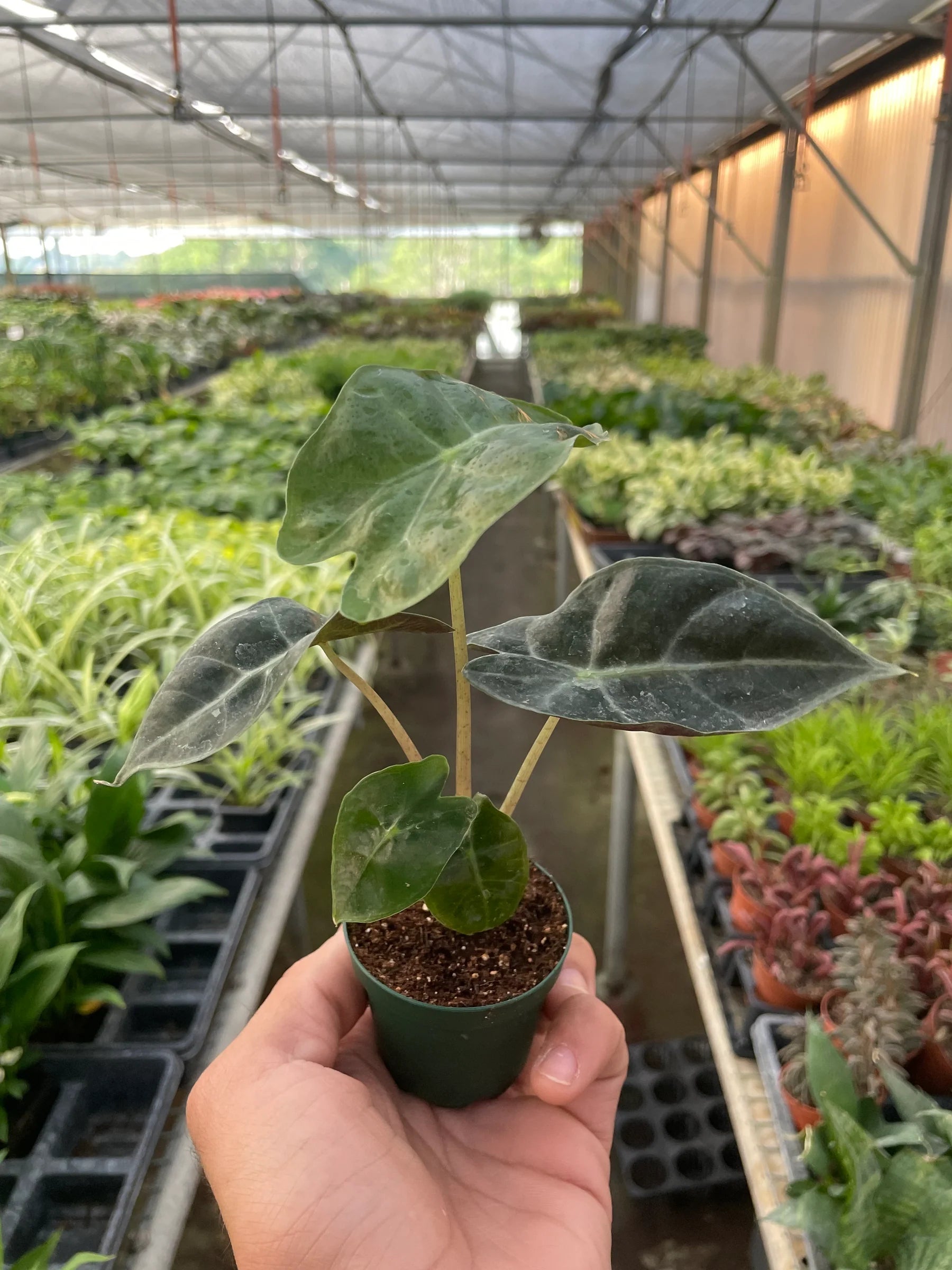 Alocasia Polly – African Mask Indoor Statement Plant | SunriseDaylas