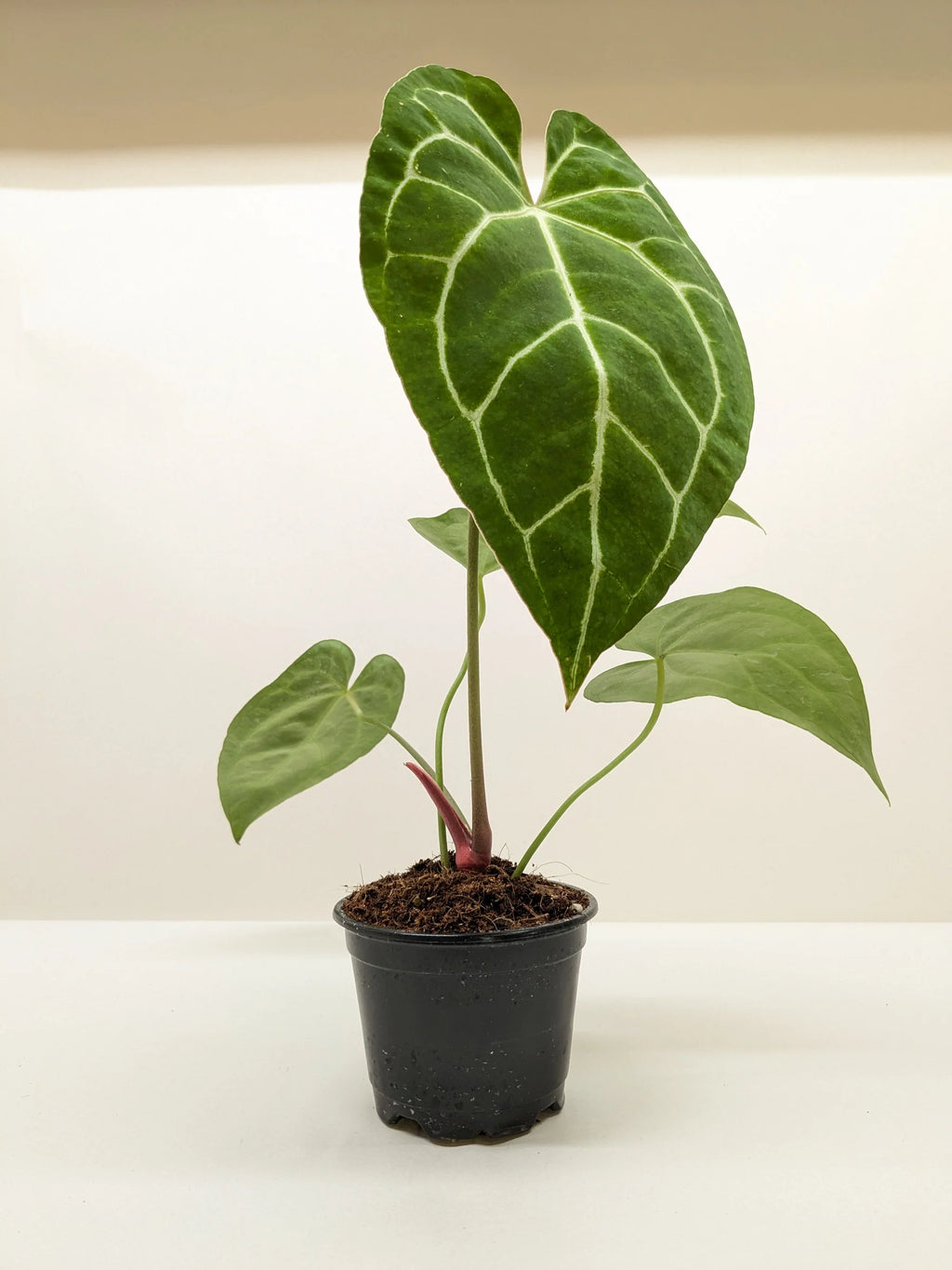 Crystal Anthurium – Rare Velvet Leaf Plant | SunriseDaylas