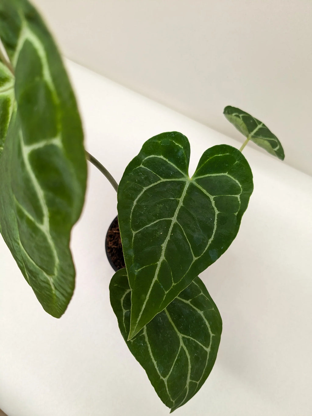 Crystal Anthurium – Rare Velvet Leaf Plant | SunriseDaylas