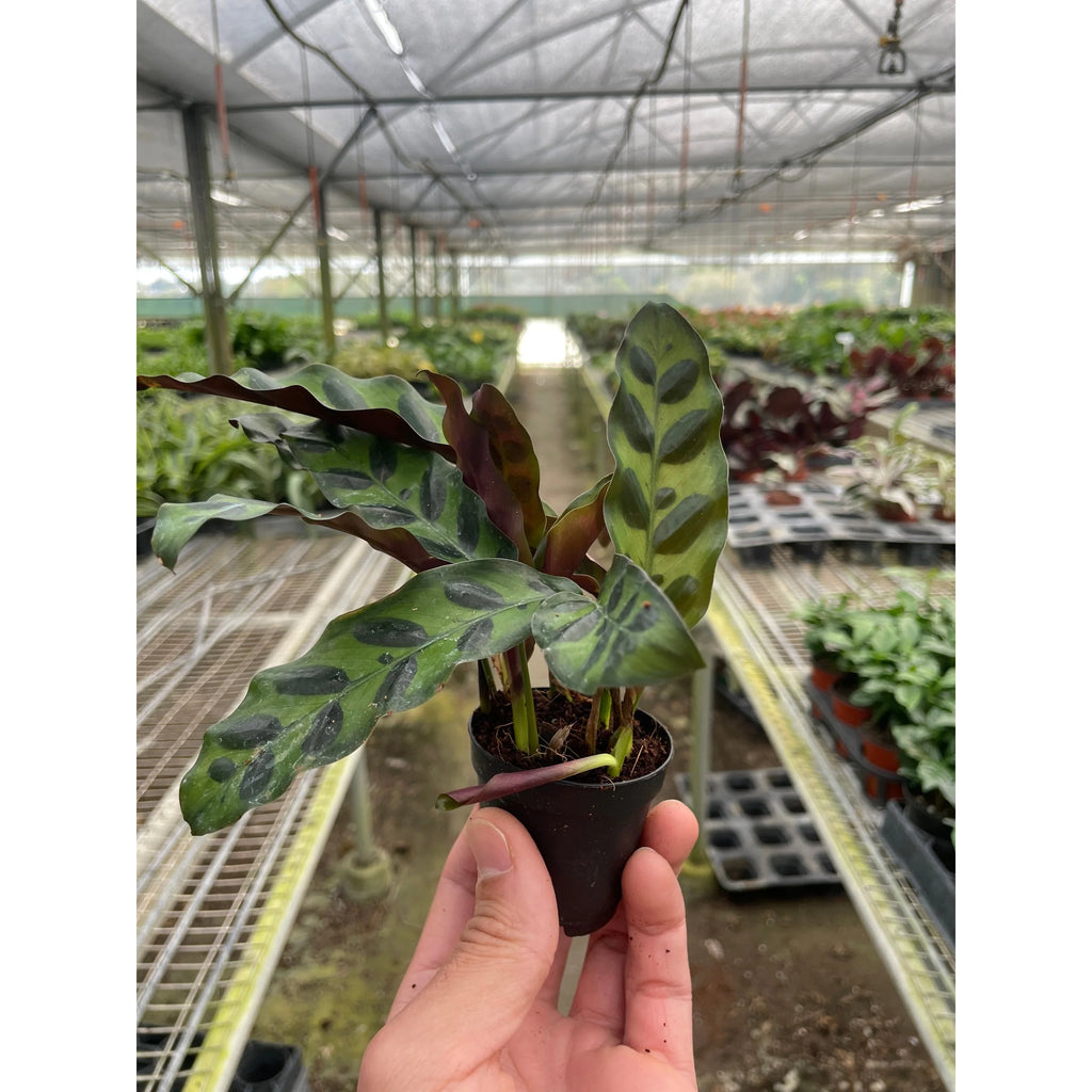 Calathea Rattlesnake Live Indoor Plant