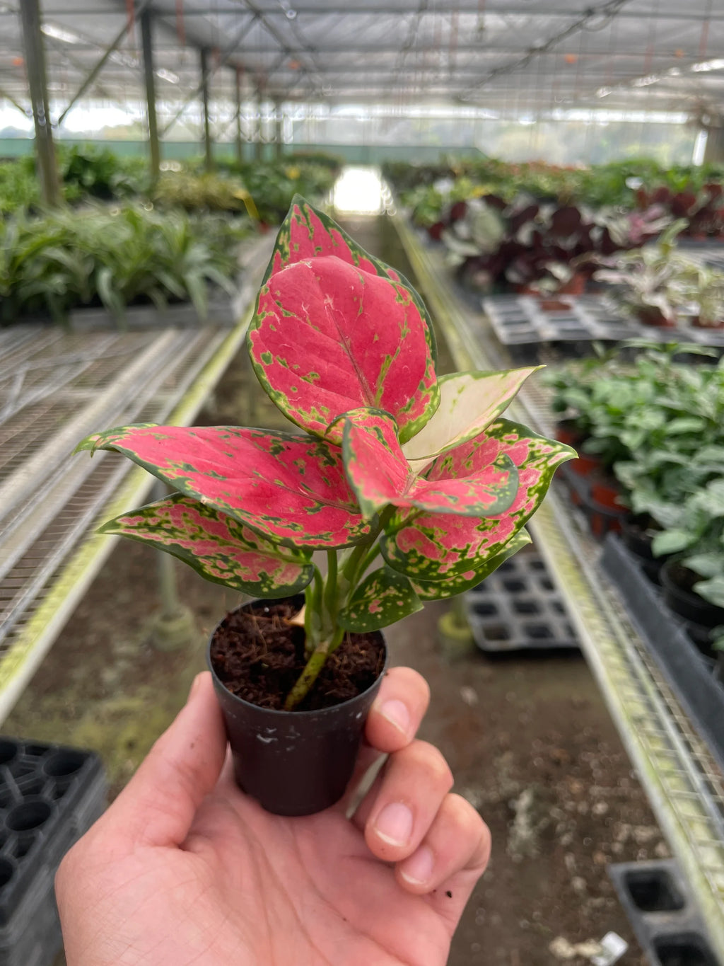 Chinese Evergreen ‘Lady Valentine’ – Pink Variegated Indoor Plant | SunriseDaylas