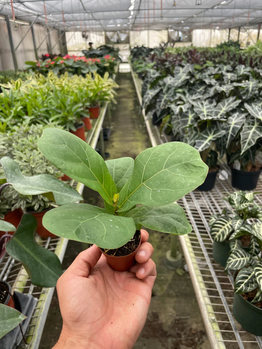 Fiddle Leaf Fig – Indoor Tropical Statement Plant | SunriseDaylas