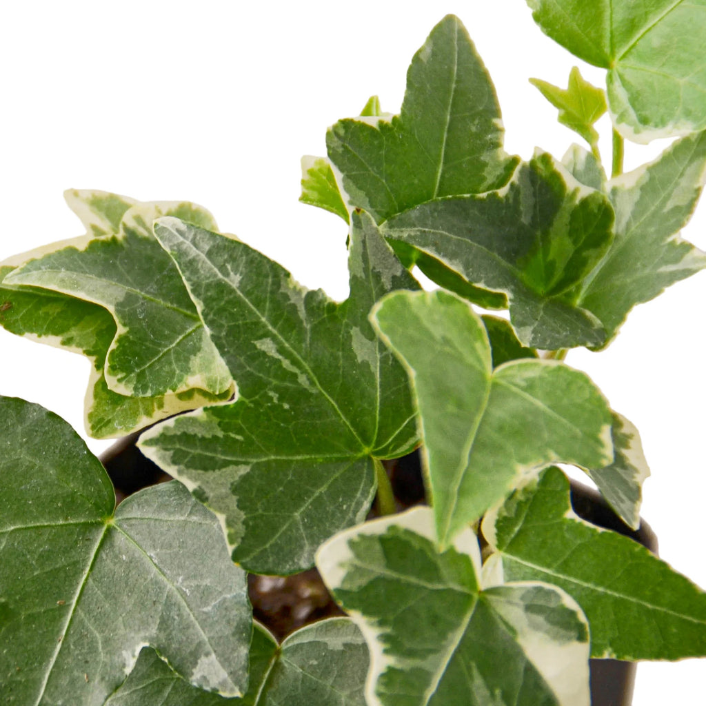 English Ivy ‘Glacier’ – Variegated Indoor Vine | SunriseDaylas