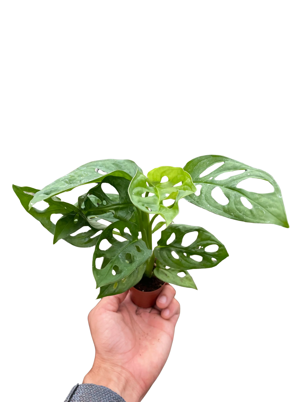 Monstera Adansonii – Swiss Cheese Vine Plant | SunriseDaylas