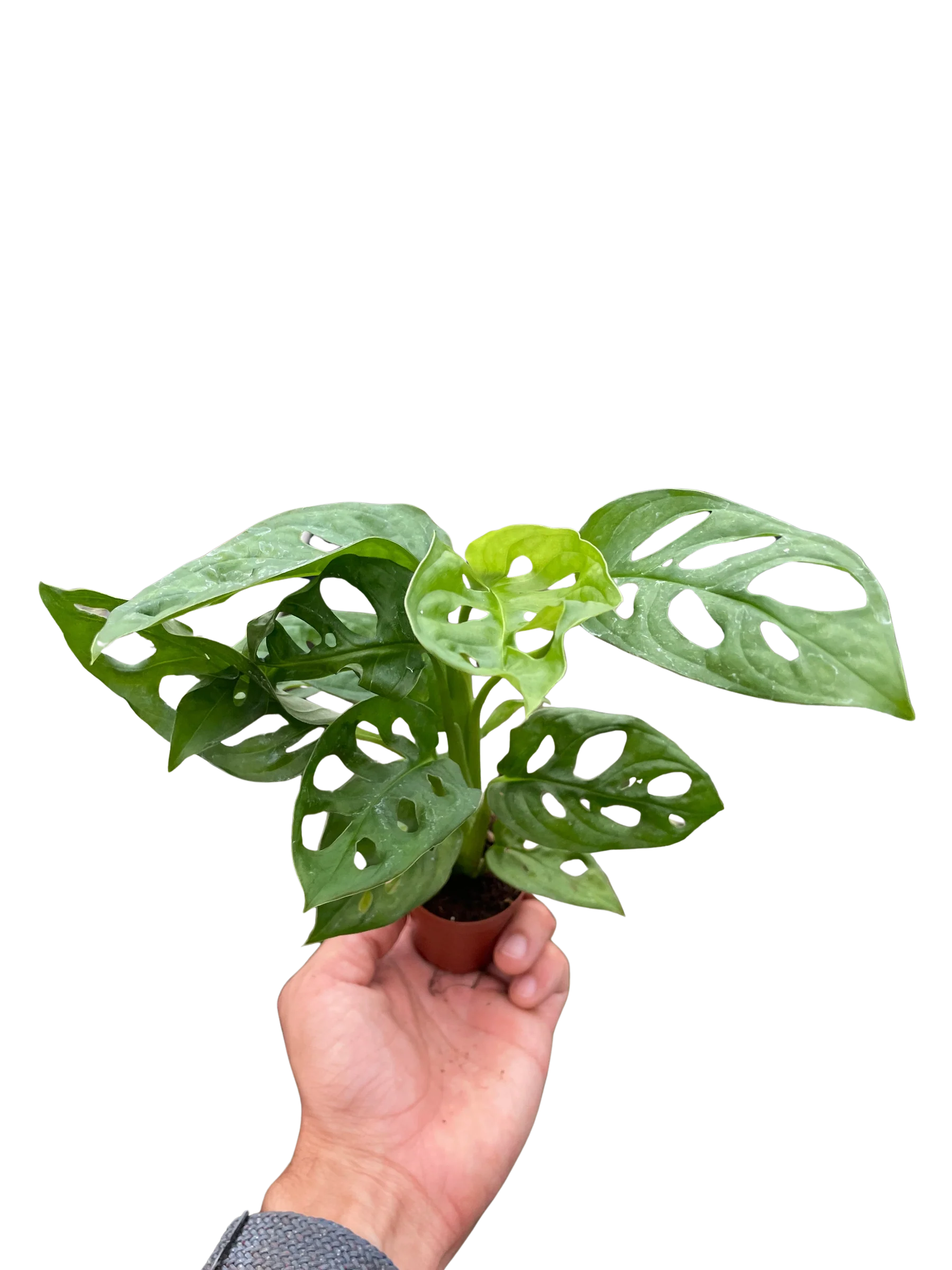 Monstera Adansonii – Swiss Cheese Vine Plant | SunriseDaylas
