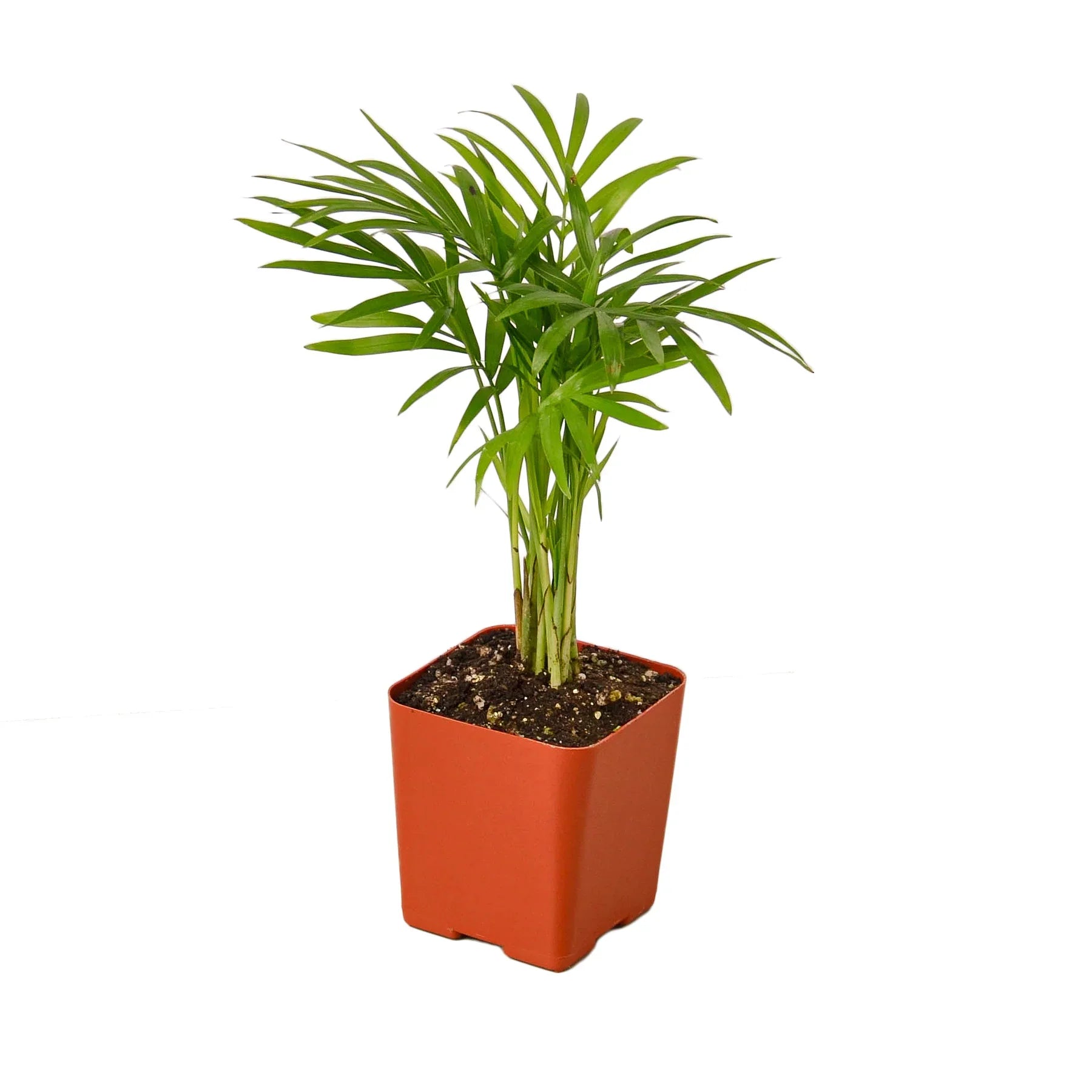 Parlor Palm Pet-Safe Live Indoor Plant