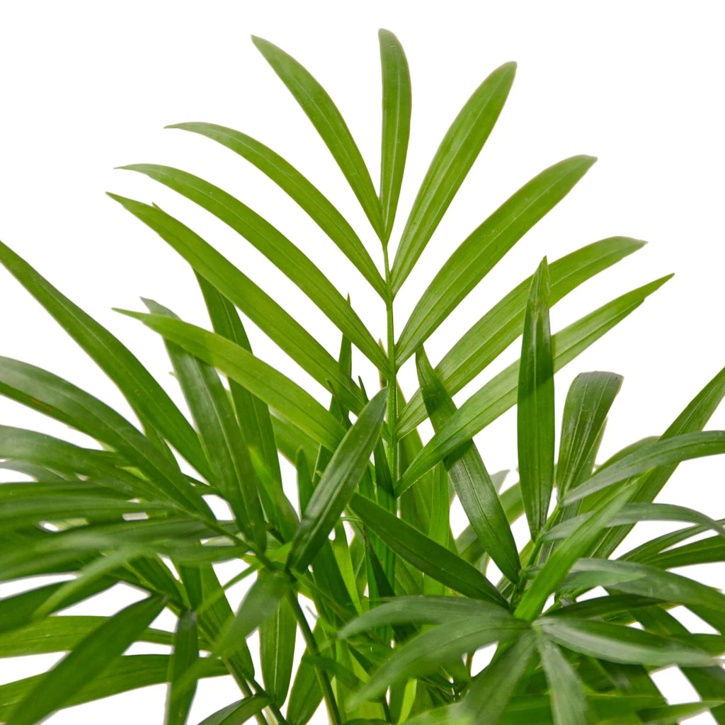 Parlor Palm Pet-Safe Live Indoor Plant