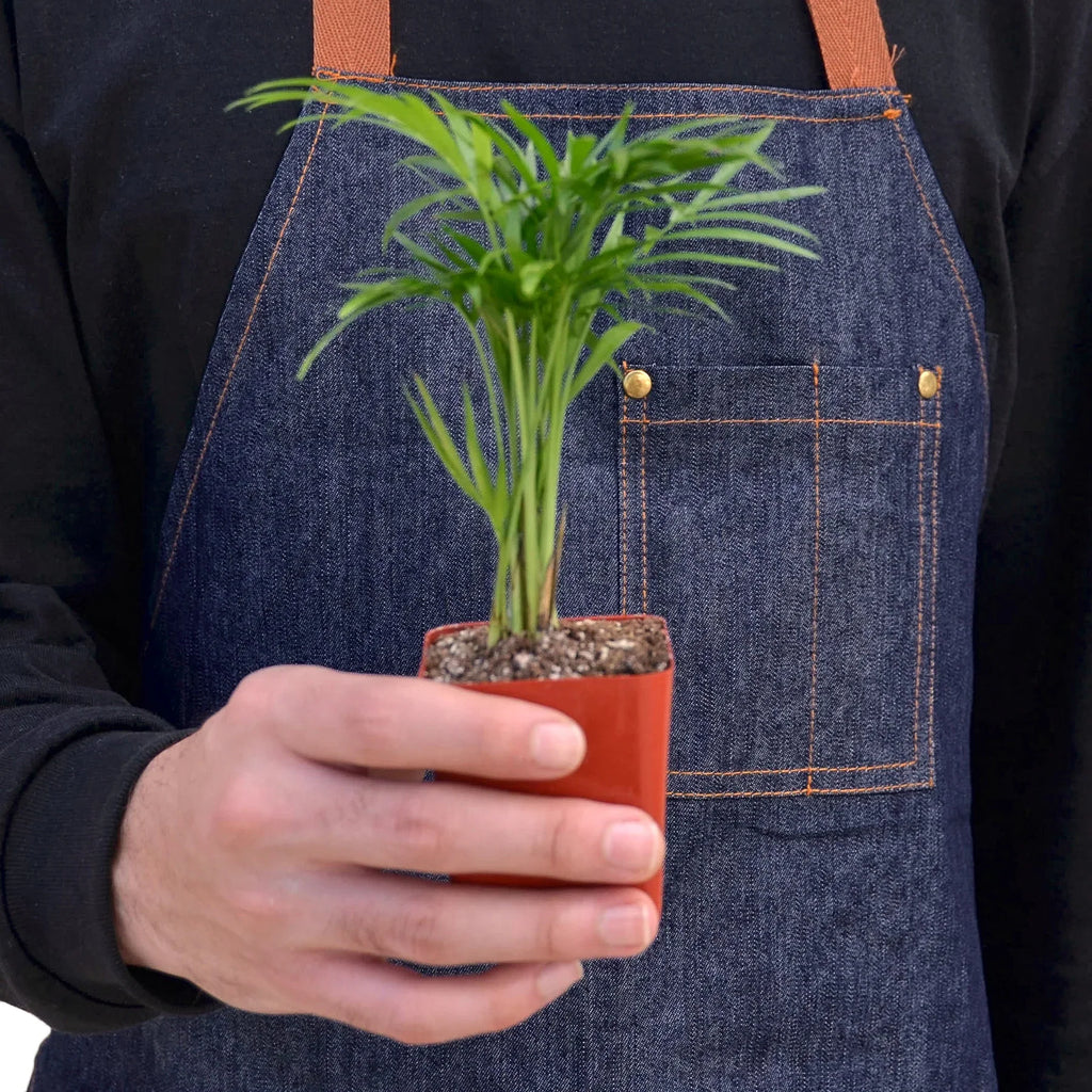 Parlor Palm Pet-Safe Live Indoor Plant