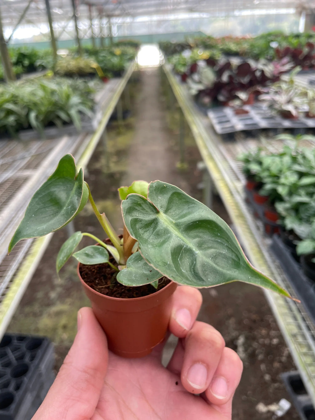 Rare Philodendron Billietiae – Collector Plant | SunriseDaylas
