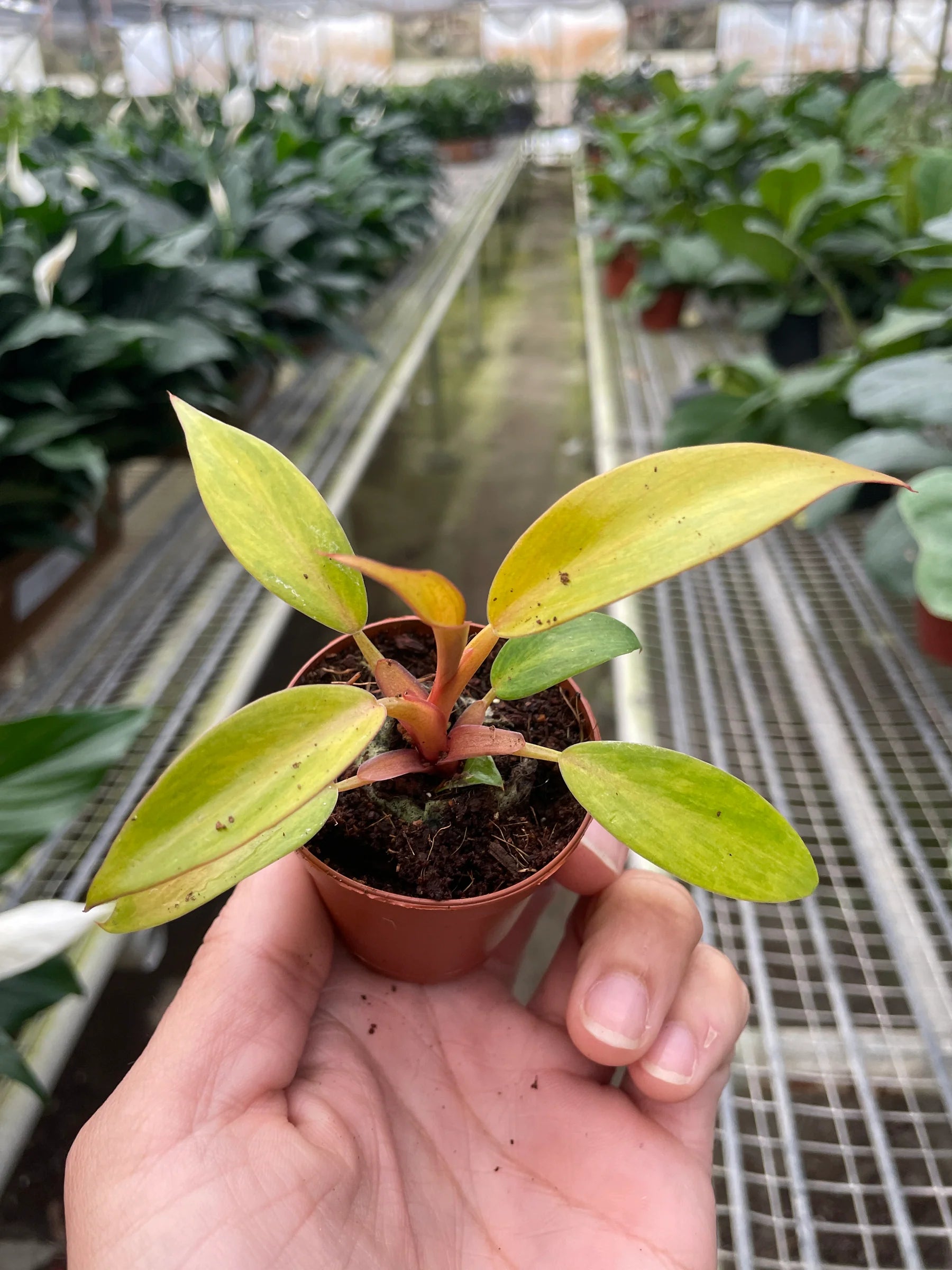 Rare Orange Marmalade Philodendron | SunriseDaylas