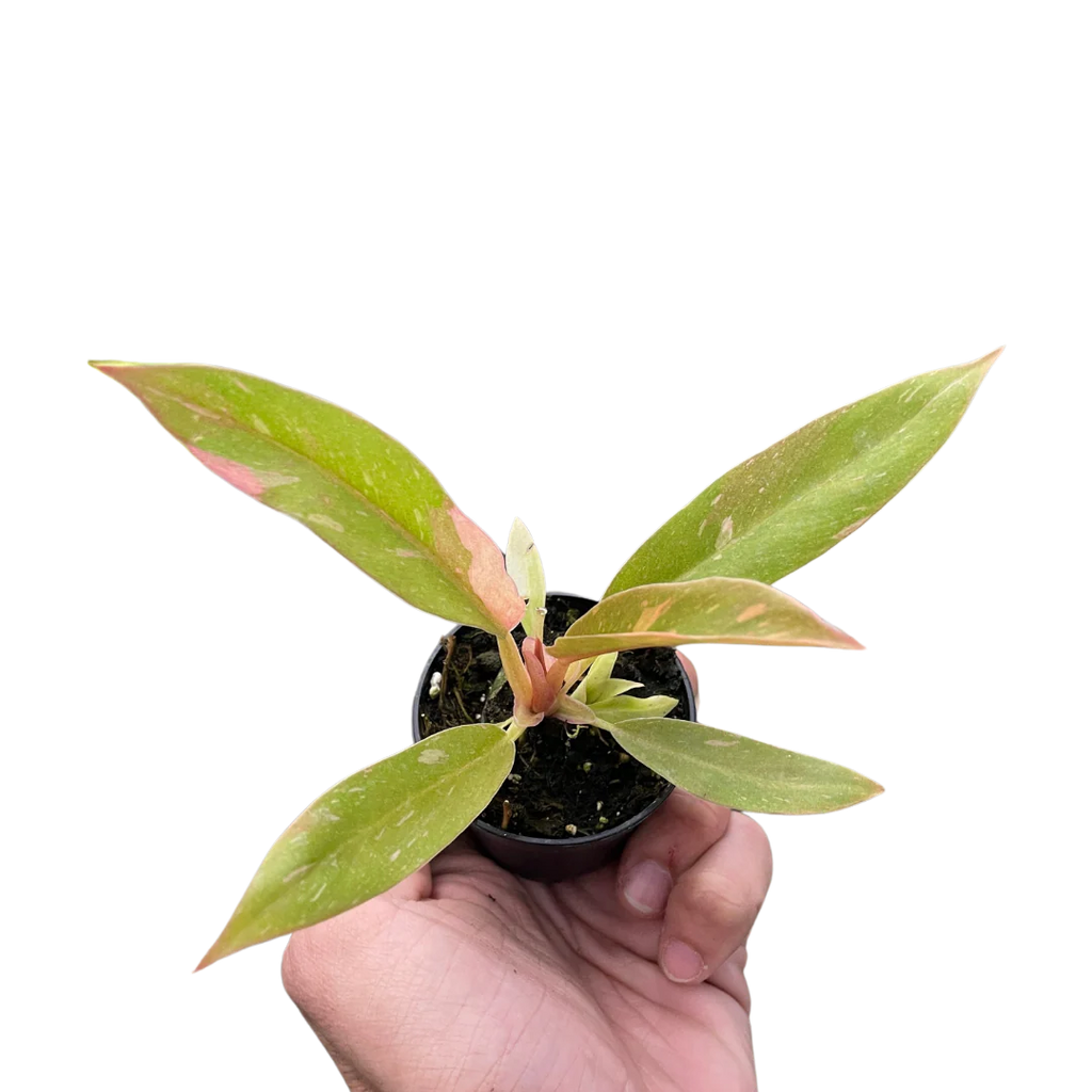 Rare Ring of Fire Philodendron – Collector Plant | SunriseDaylas