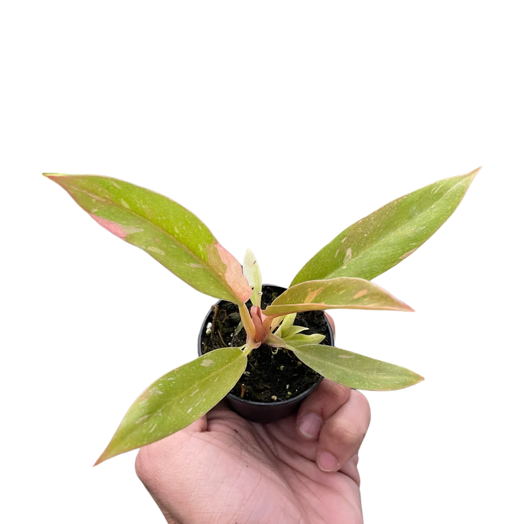 Rare Ring of Fire Philodendron – Collector Plant | SunriseDaylas