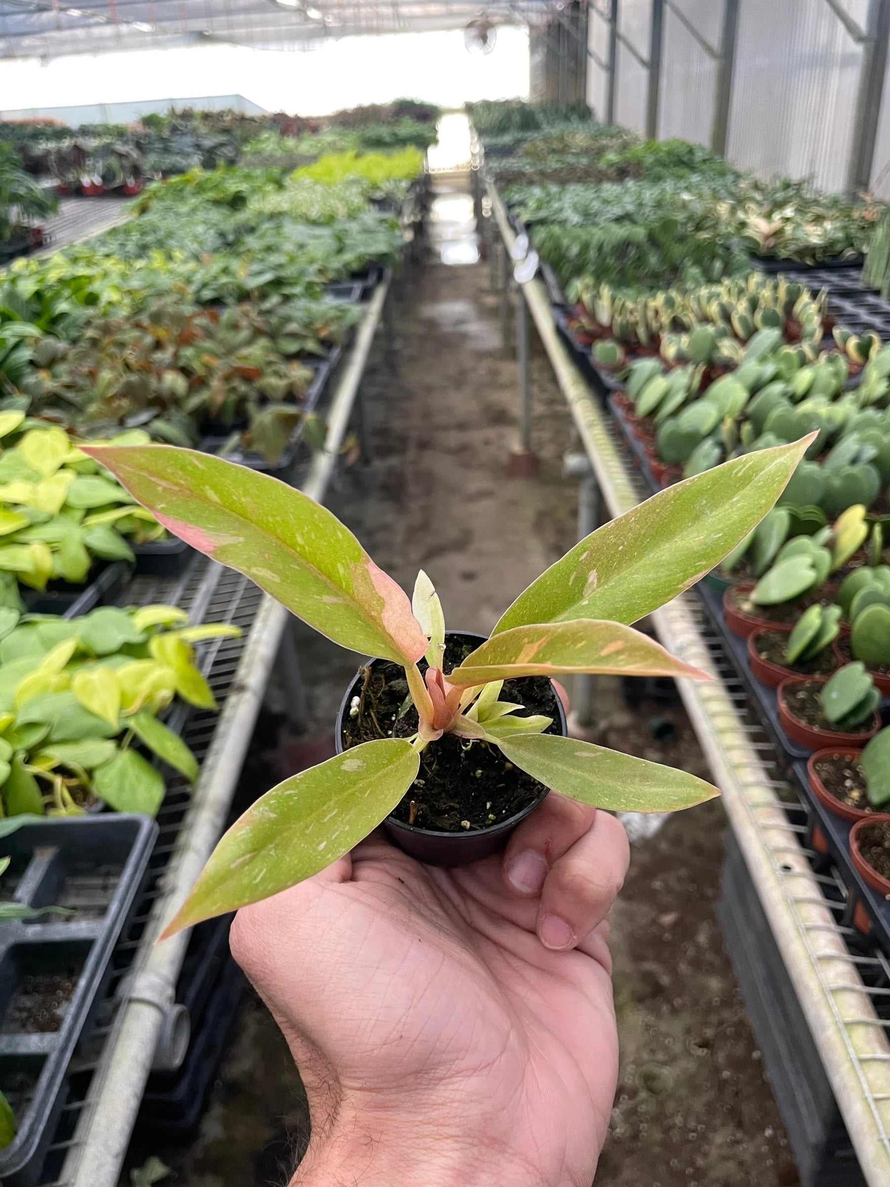 Rare Ring of Fire Philodendron – Collector Plant | SunriseDaylas