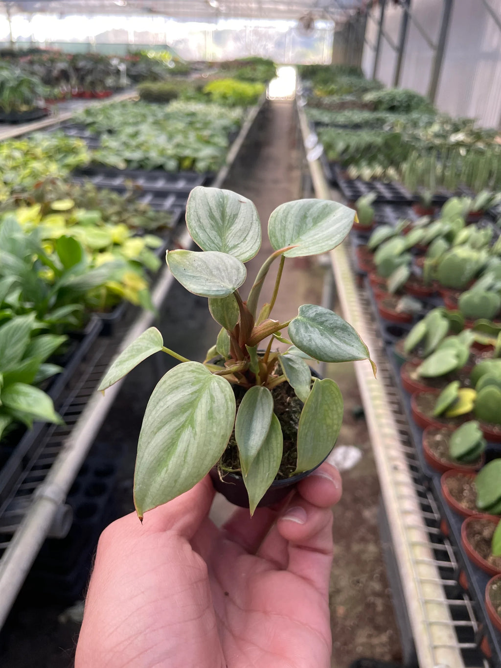 Silver Leaf Philodendron – Easy Care Climber | SunriseDaylas
