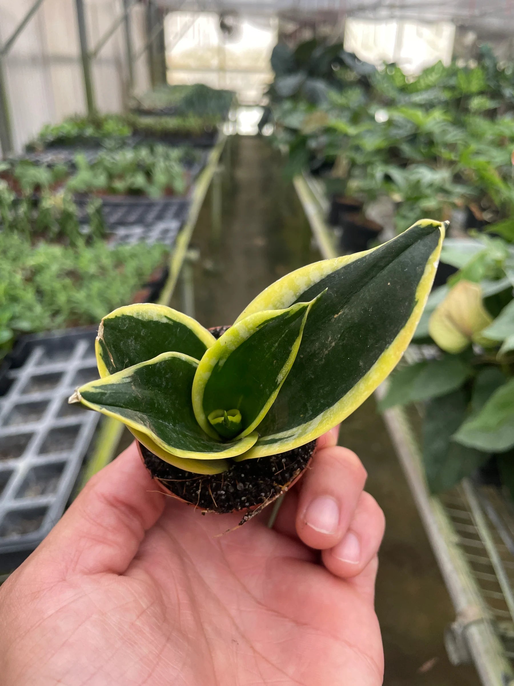 Snake Plant Black Gold – Bold Air-Purifying Plant | SunriseDaylas