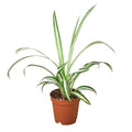 Spider Plant Reverse – Pet Friendly Air Purifier | SunriseDaylas