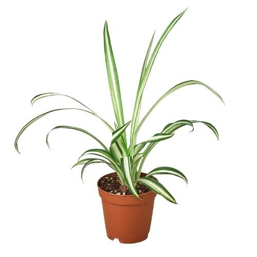 Spider Plant Reverse – Pet Friendly Air Purifier | SunriseDaylas