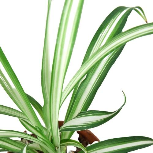 Spider Plant Reverse – Pet Friendly Air Purifier | SunriseDaylas