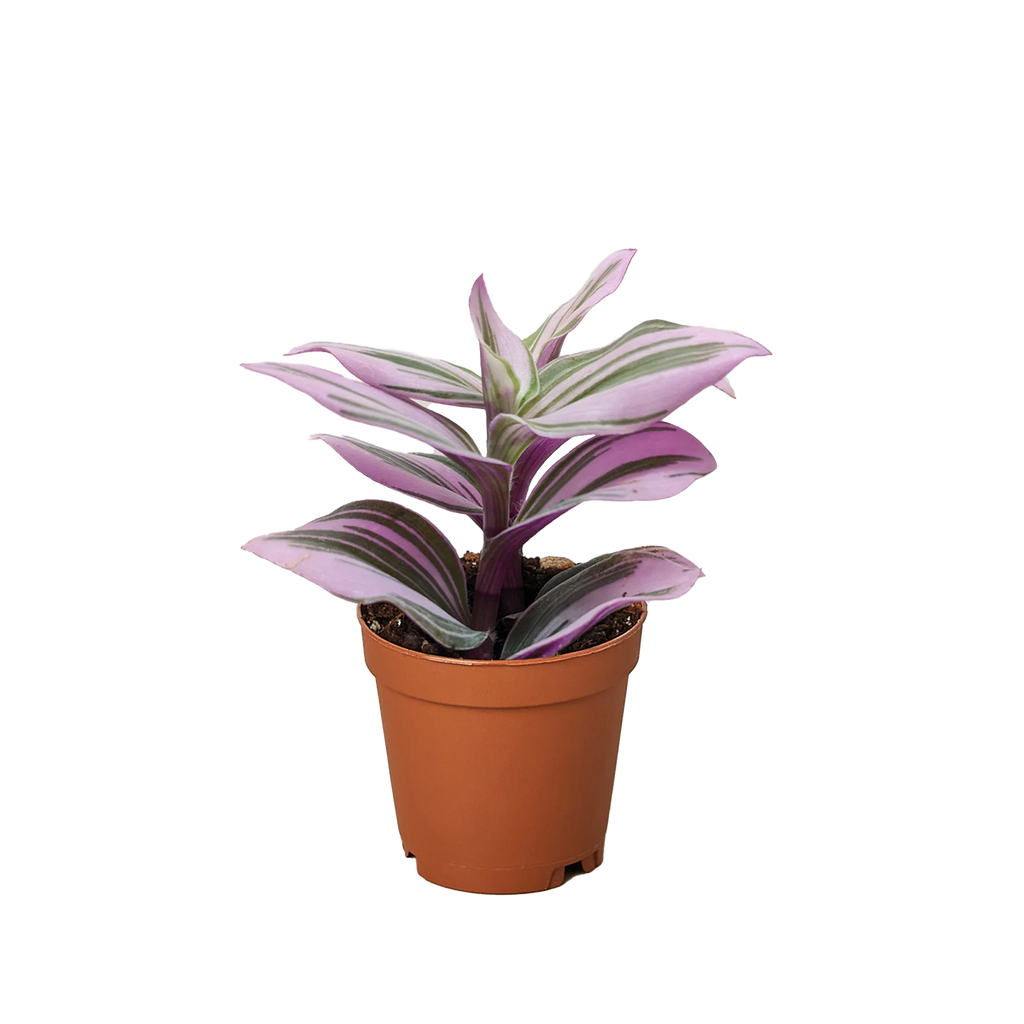 Tradescantia ‘Nanouk’ – Purple-Green Trailing Plant | SunriseDaylas