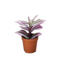 Tradescantia ‘Nanouk’ – Purple-Green Trailing Plant | SunriseDaylas