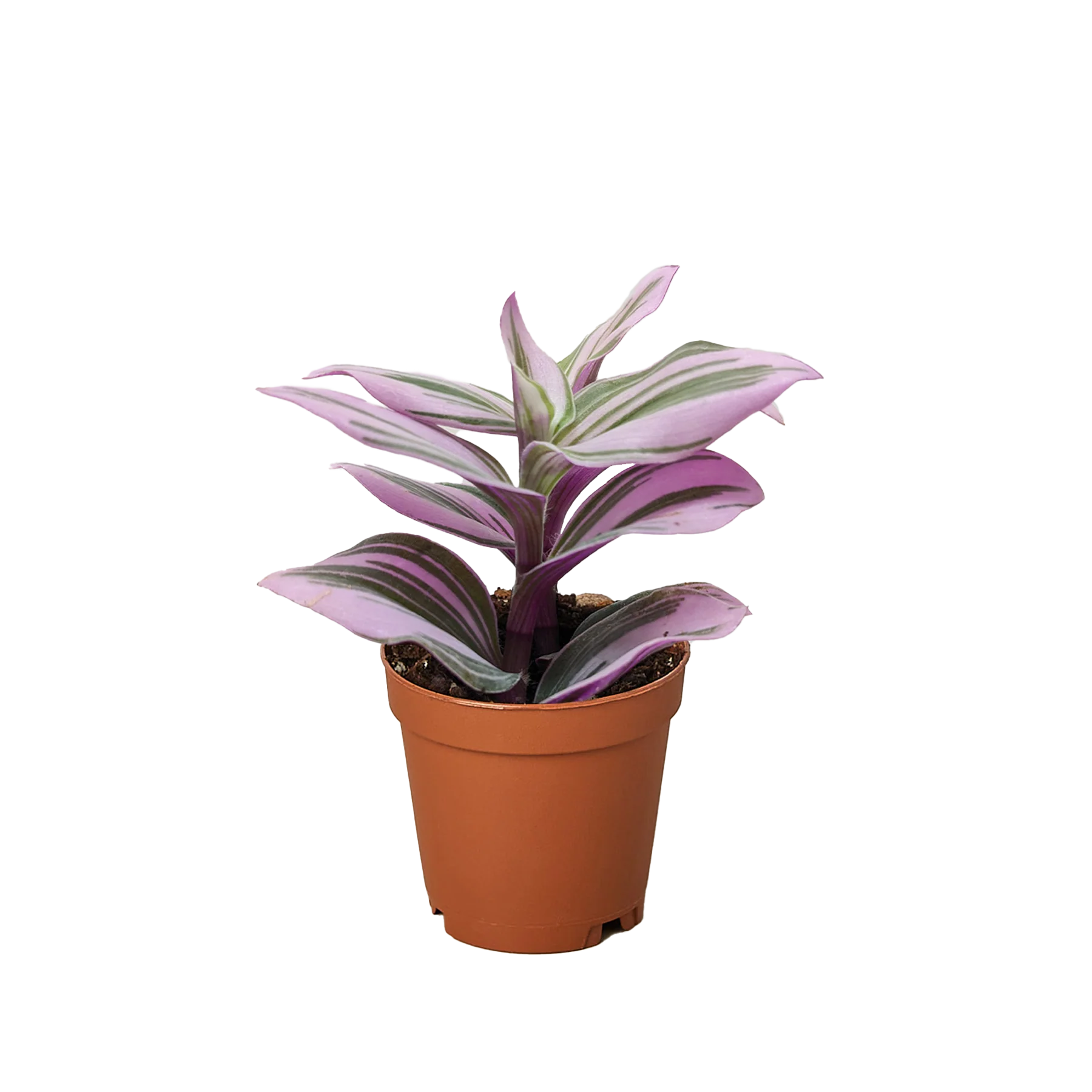 Tradescantia ‘Nanouk’ – Purple-Green Trailing Plant | SunriseDaylas