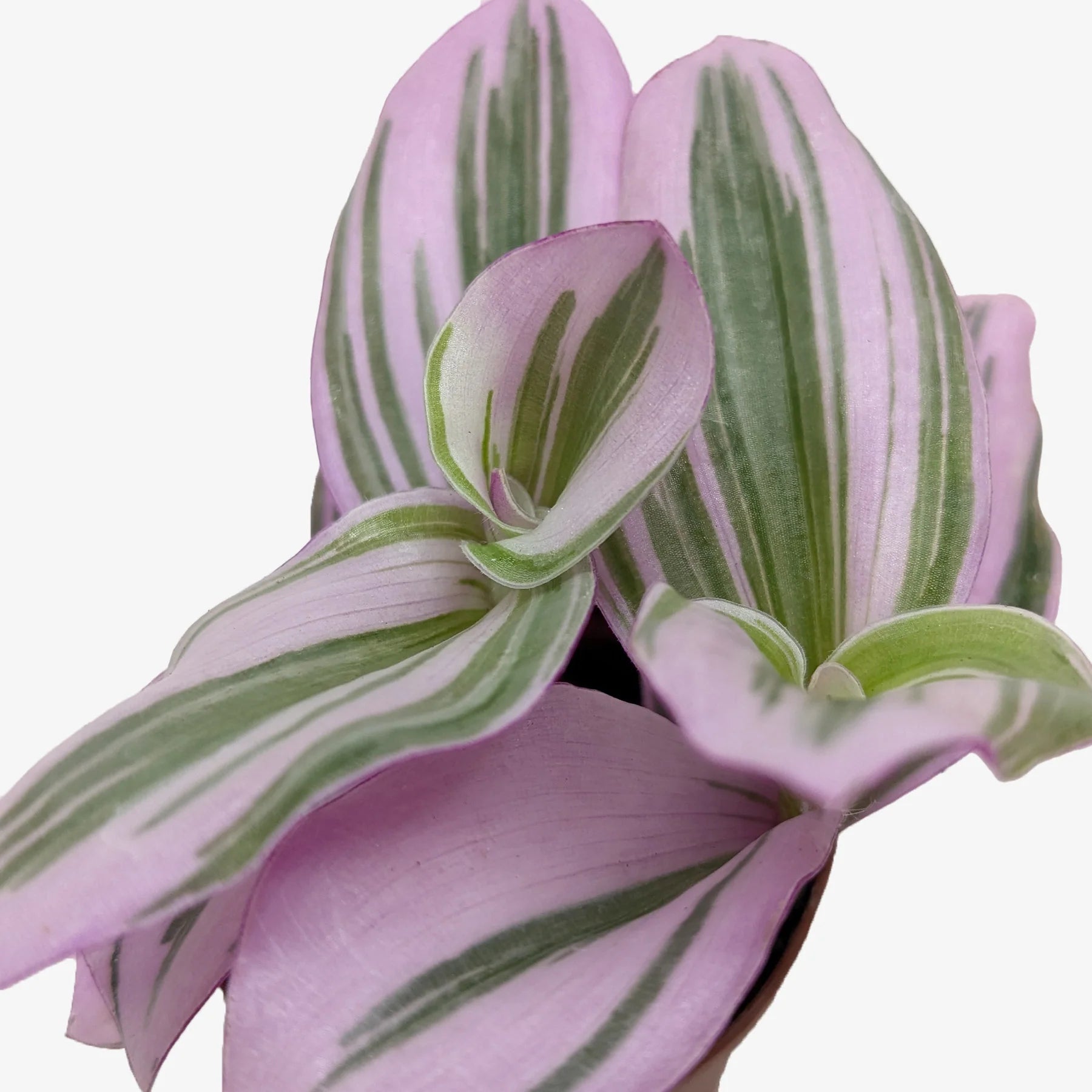 Tradescantia ‘Nanouk’ – Purple-Green Trailing Plant | SunriseDaylas