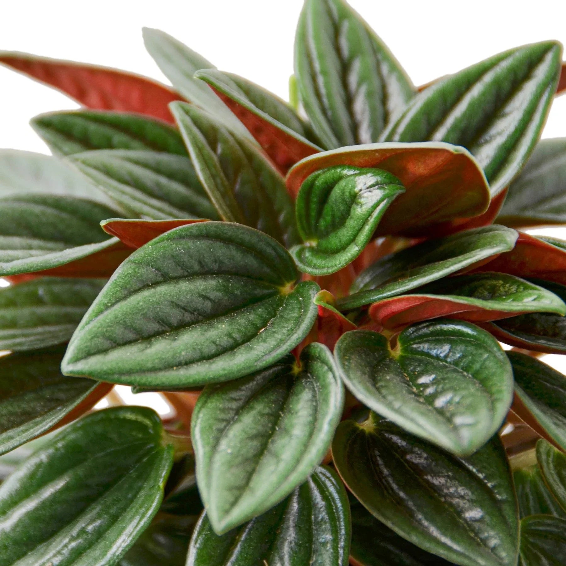 Peperomia ‘Rosso’ – Red-Underside Foliage Plant | SunriseDaylas