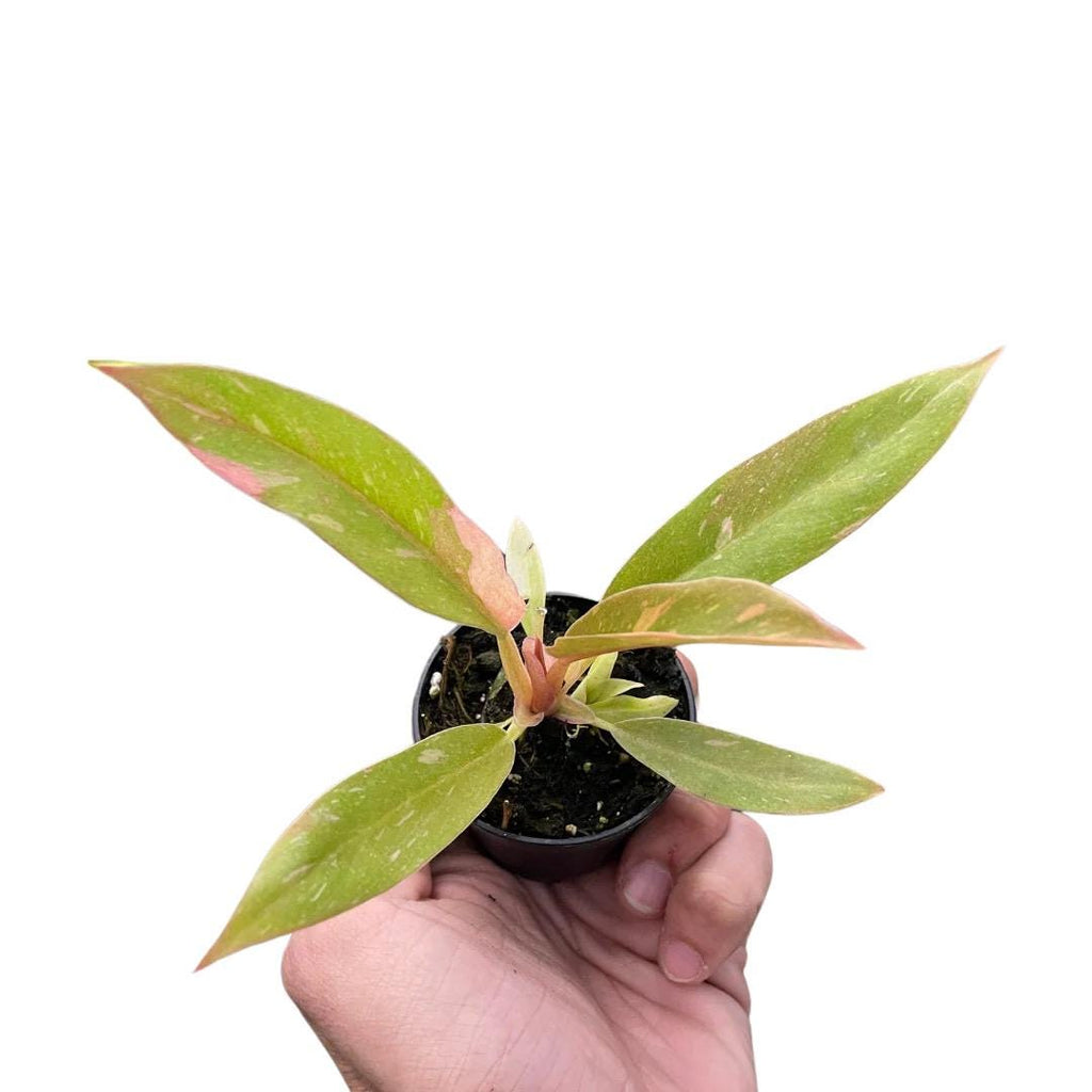 Philodendron Ring of Fire Variegated | Rare Collector Philodendron | Multicolor Fiery Foliage | Henderson's Pride | Live Plant | 6in Pot