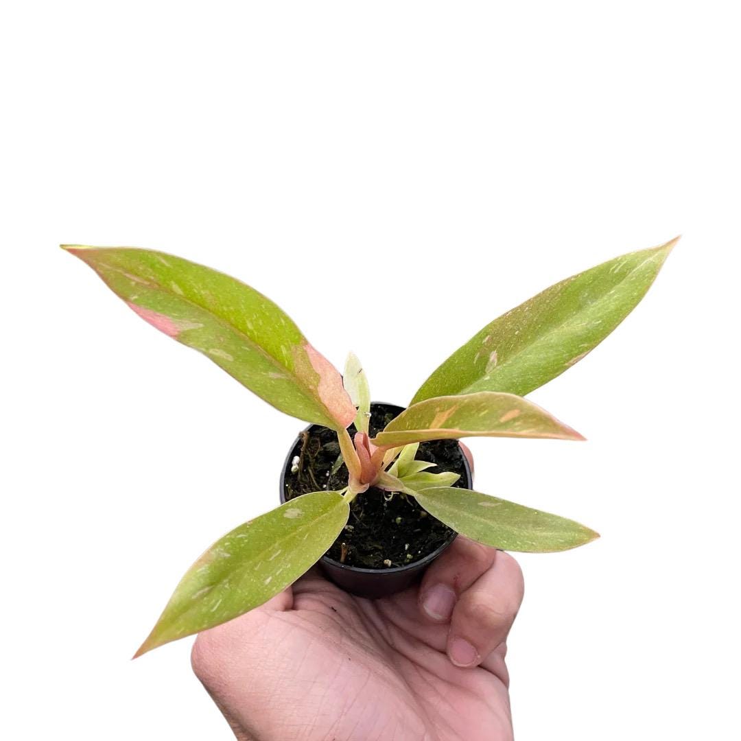 Philodendron Ring of Fire Variegated | Rare Collector Philodendron | Multicolor Fiery Foliage | Henderson's Pride | Live Plant | 6in Pot