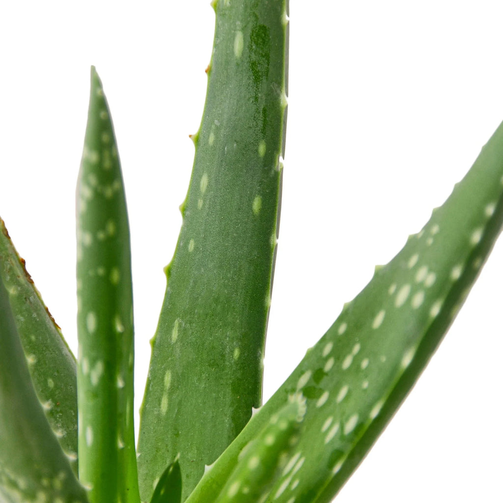 Aloe Vera – Low Maintenance Succulent | SunriseDaylas