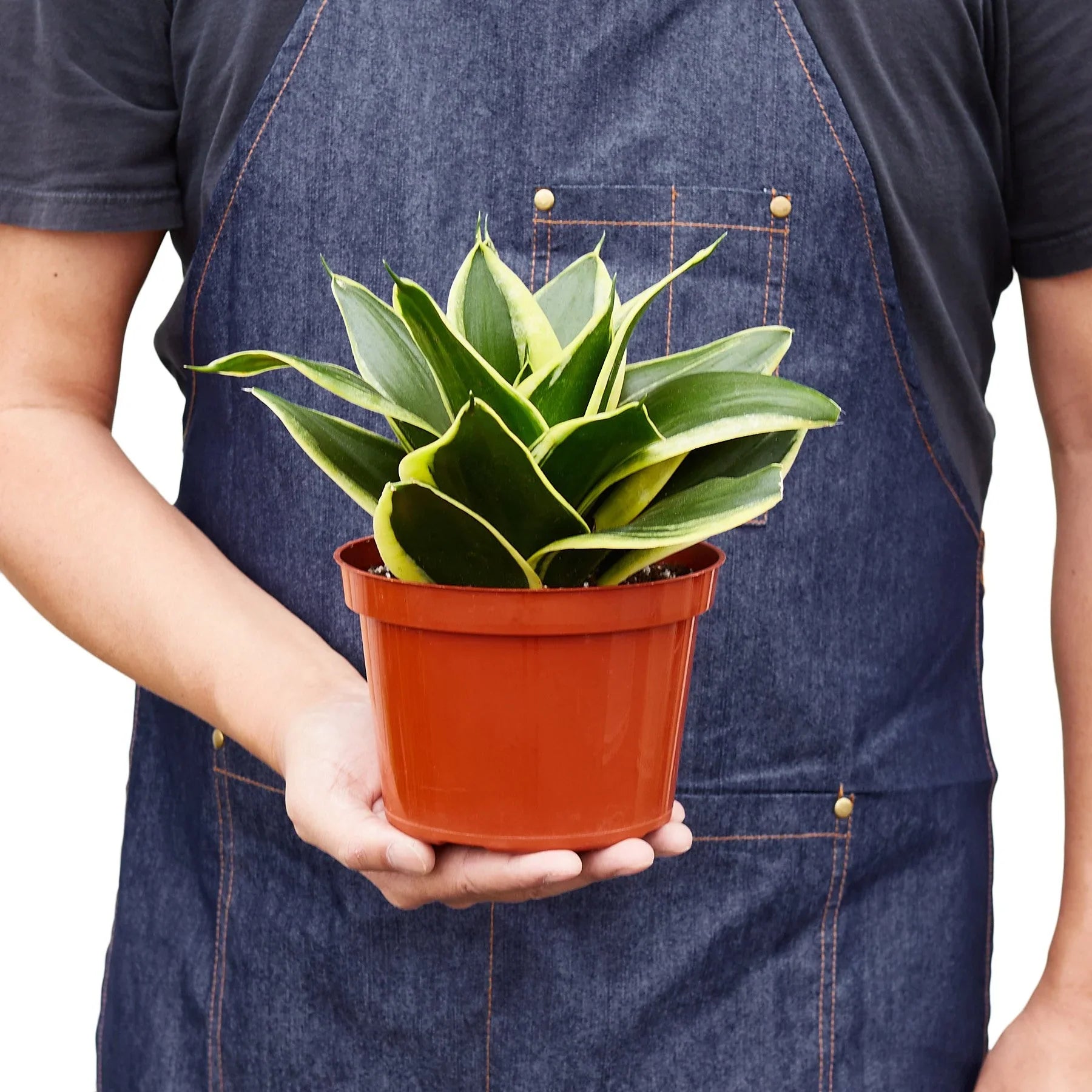 Snake Plant Black Gold – Bold Air-Purifying Plant | SunriseDaylas