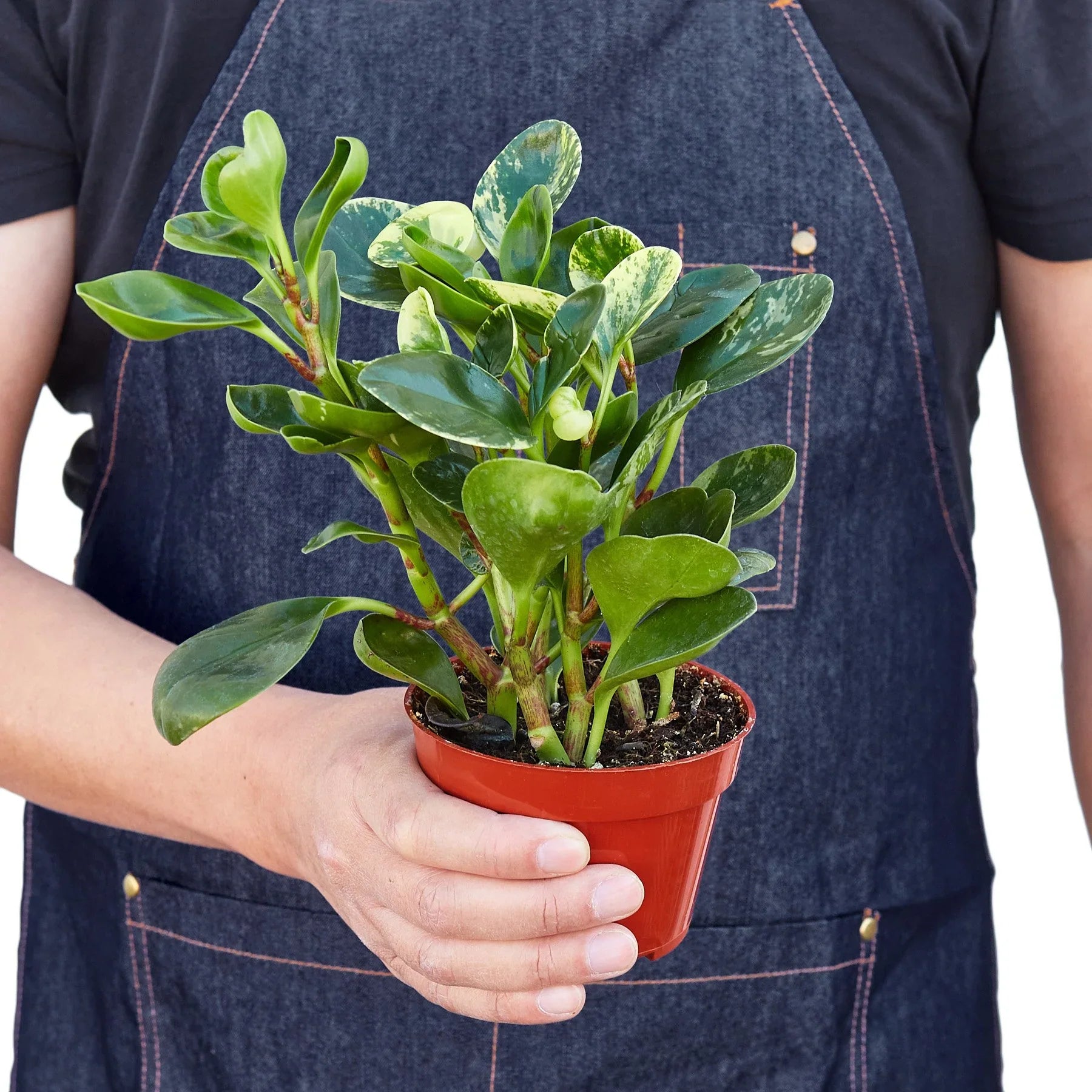 Marble Peperomia – Compact Desk-Friendly Plant | SunriseDaylas