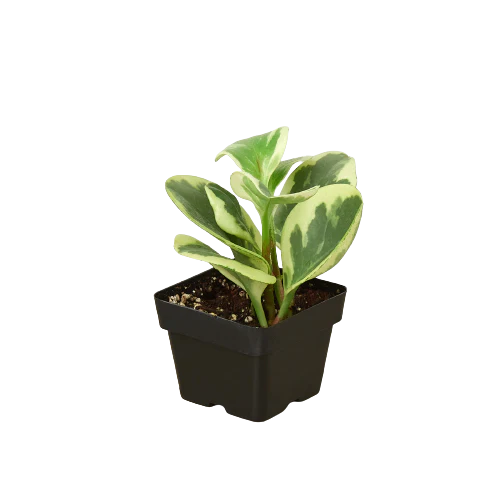 Marble Peperomia – Compact Desk-Friendly Plant | SunriseDaylas