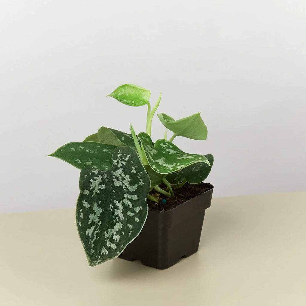 Satin Pothos – Silvery Trailing Indoor Plant | SunriseDaylas