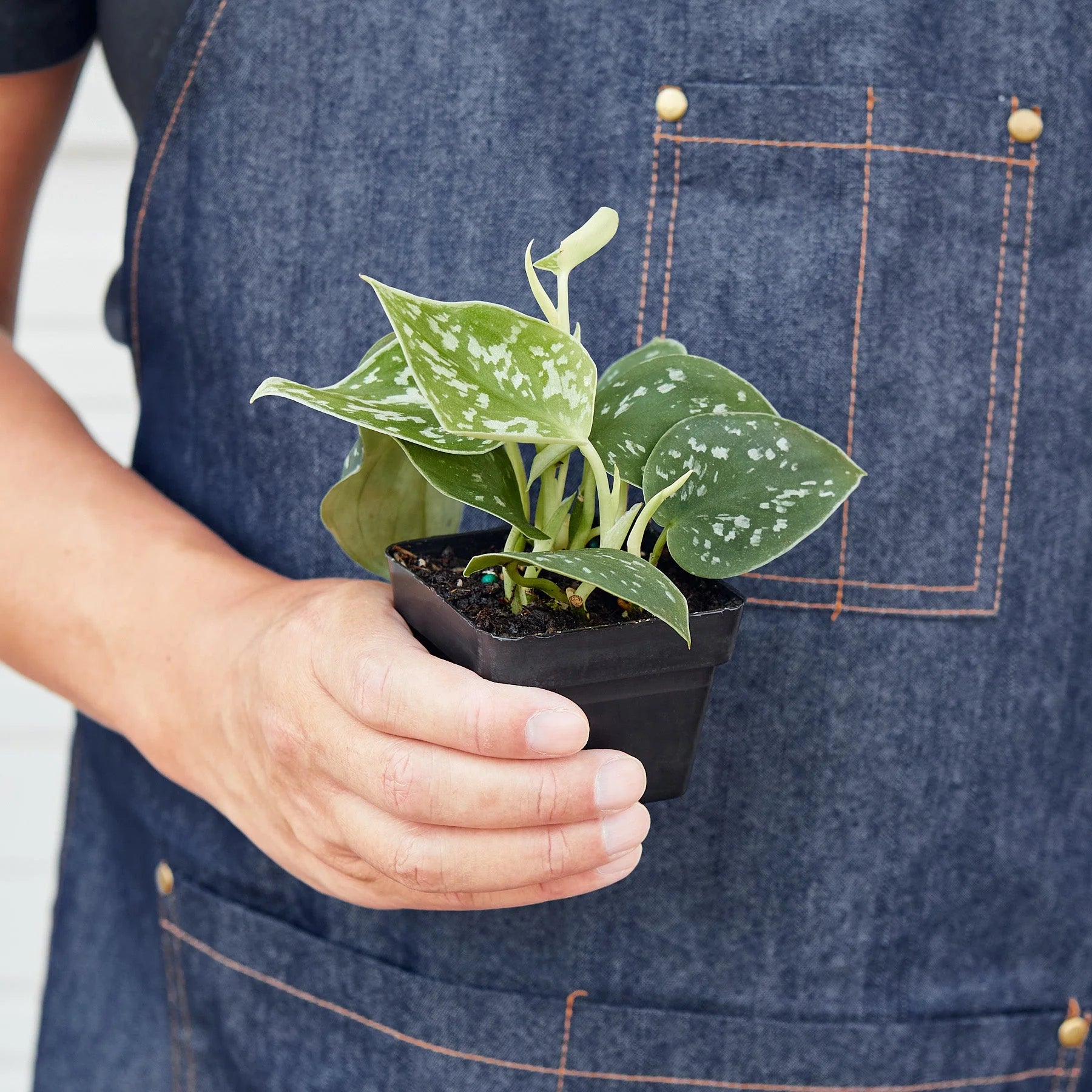 Satin Pothos – Silvery Trailing Indoor Plant | SunriseDaylas