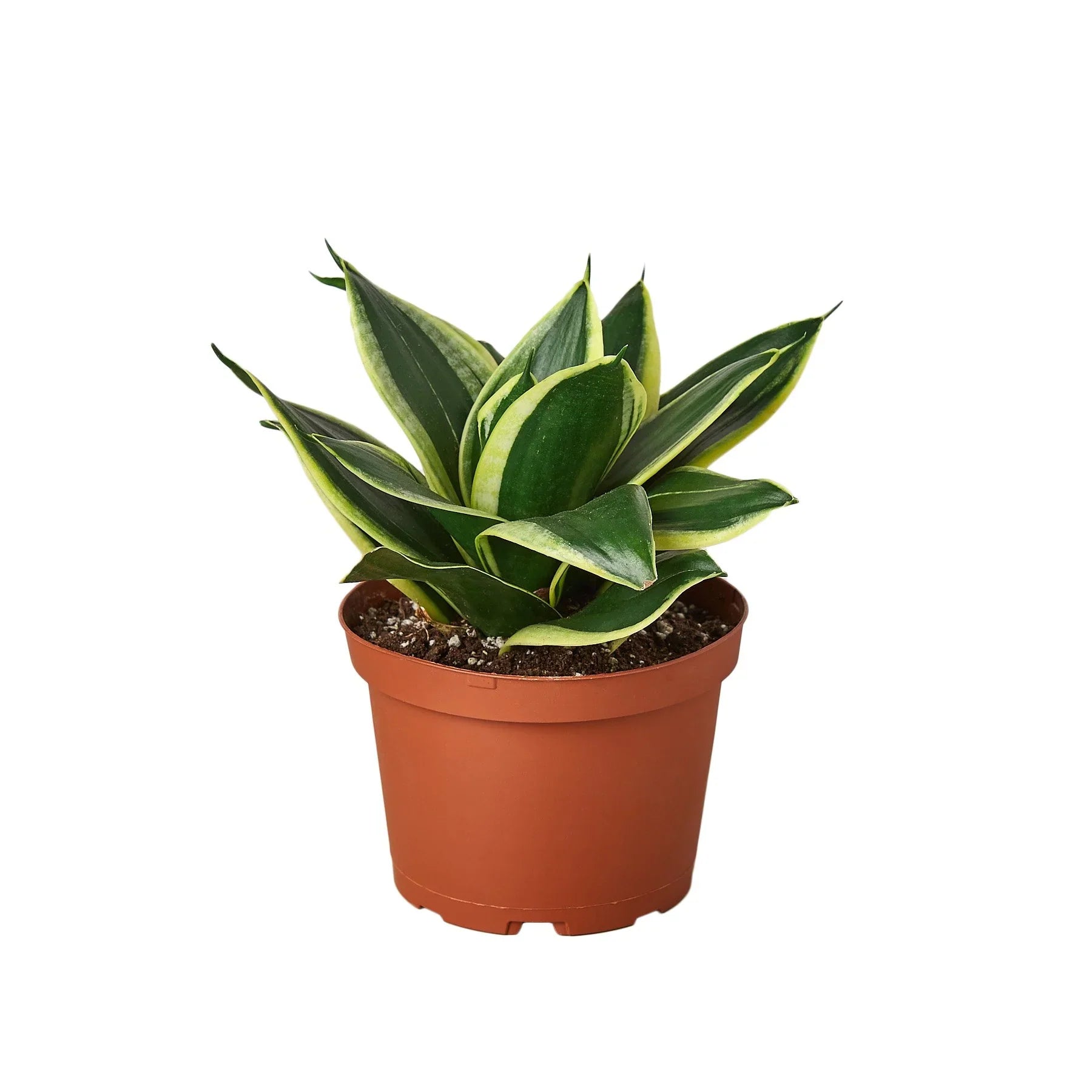 Snake Plant Black Gold – Bold Air-Purifying Plant | SunriseDaylas