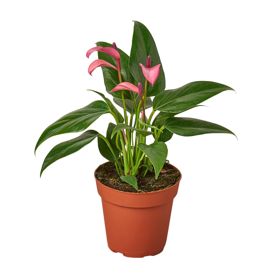 Purple Anthurium – Rare Blooming Indoor Plant | SunriseDaylas