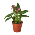 Purple Anthurium – Rare Blooming Indoor Plant | SunriseDaylas