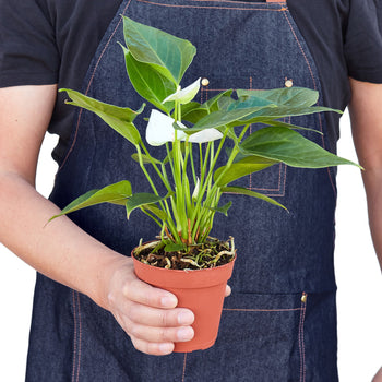 White Anthurium – Rare Blooming Indoor Plant | SunriseDaylas