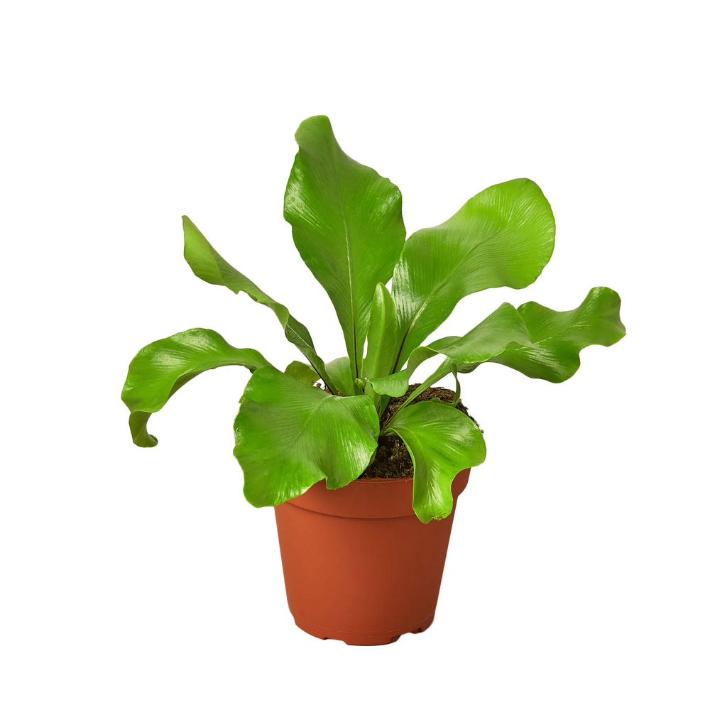 Bird's Nest Fern 'Nidus' – Tropical Indoor Plant | SunriseDaylas