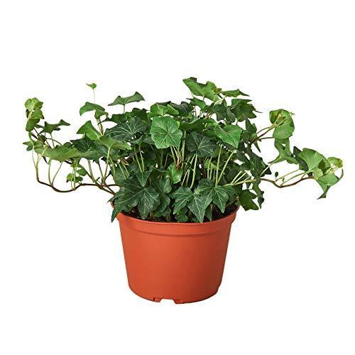 English Ivy ‘Green California’ – Fast-Growing Indoor Vine | SunriseDaylas